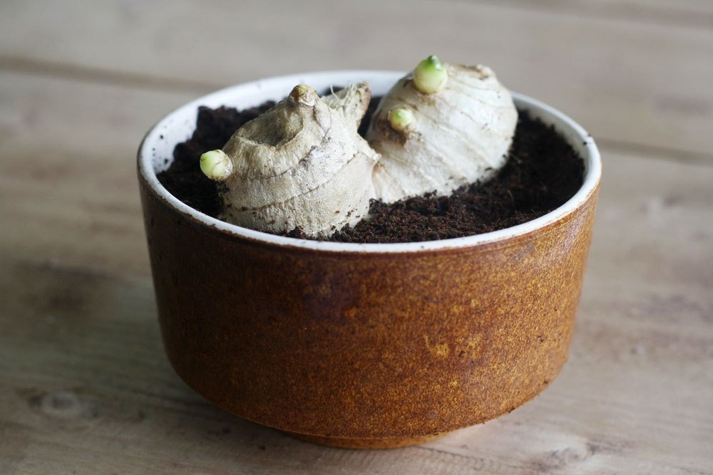 Imbir: rośnie w domu z bulw korzeniowych, jak sadzić imbir