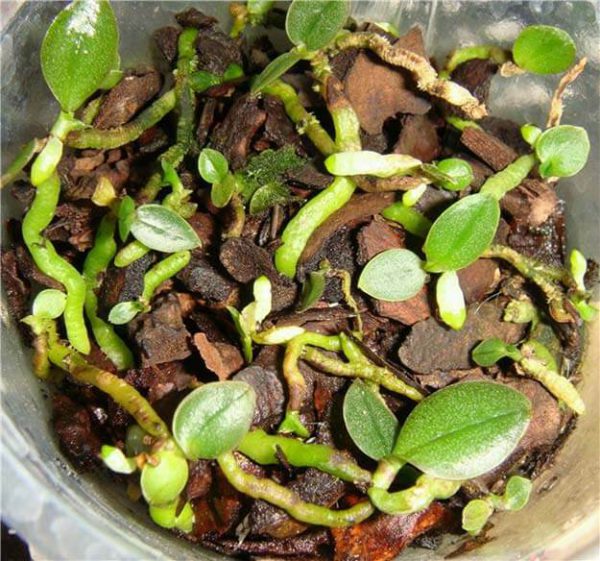 Sadzenie i uprawianie storczyków z nasion w domu: przygotowanie, kiełkowanie, pielęgnacja
