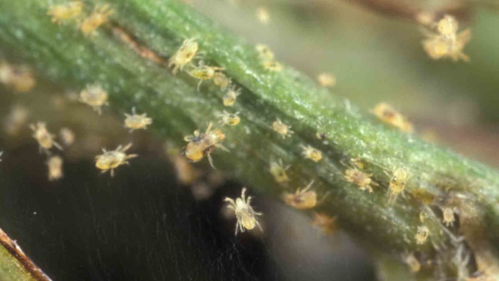 Wszystko o gąsienicach na liściach agrestu: jak walczyć, jak przetwarzać
