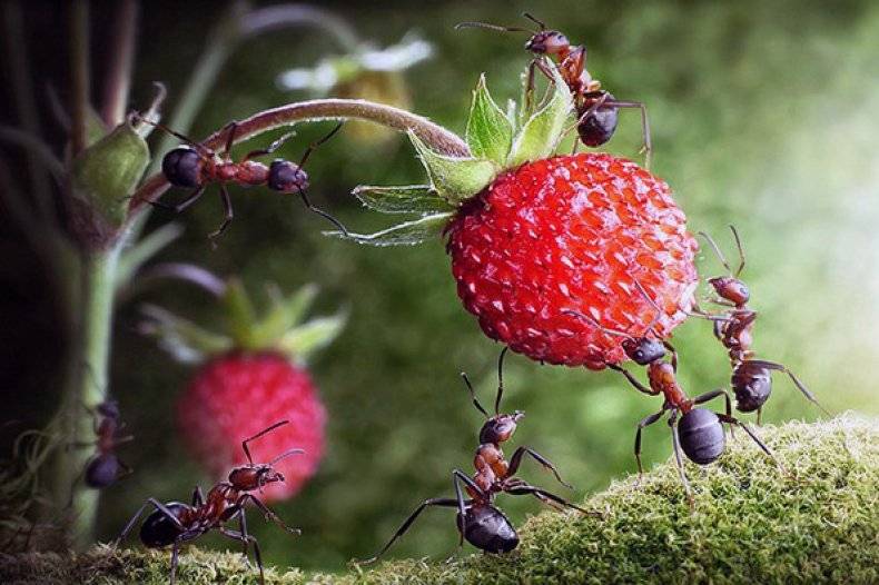 O mrówkach na truskawkach: co robić, jak się ich pozbyć, jak leczyć krzak