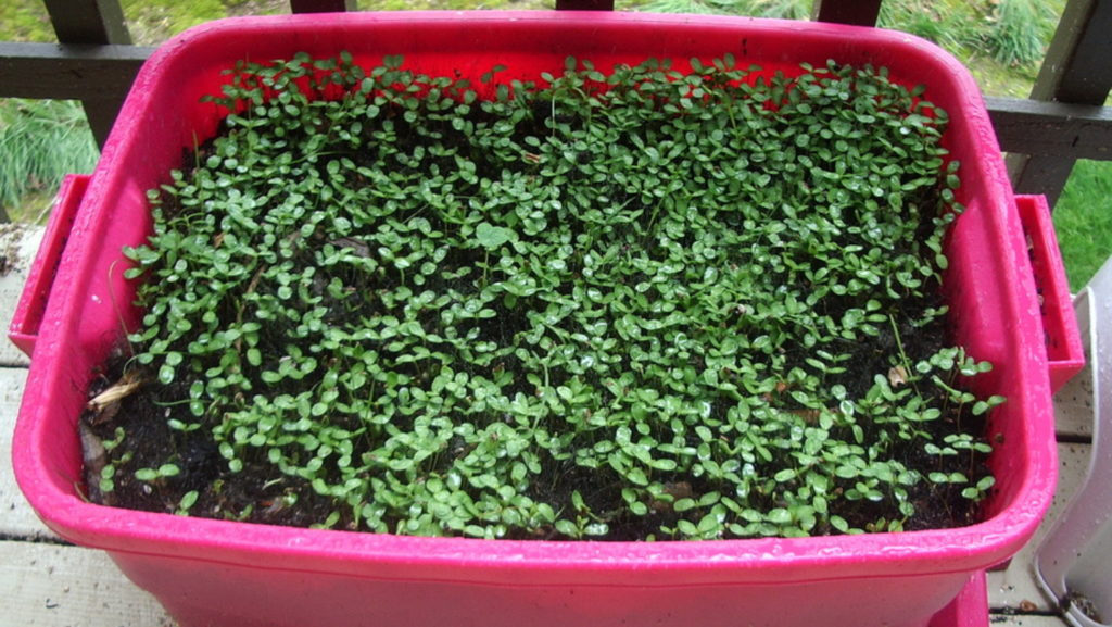 Mięta na parapecie: uprawa mięty w doniczce, jak sadzić i jak rosnąć
