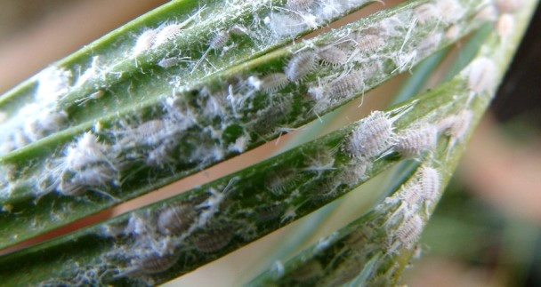 Zaczerwienienie i zażółcenie liści, wysuszenie i inne odmiany chorób aloesowych