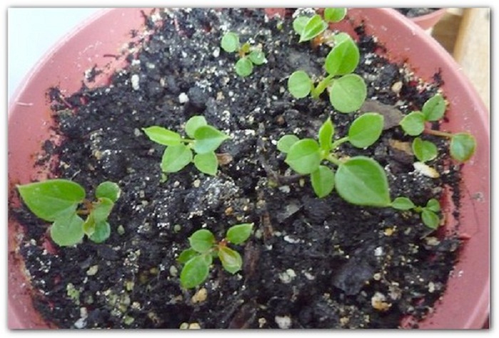 Uprawa hortensji z nasion w domu: jak sadzić sadzonki