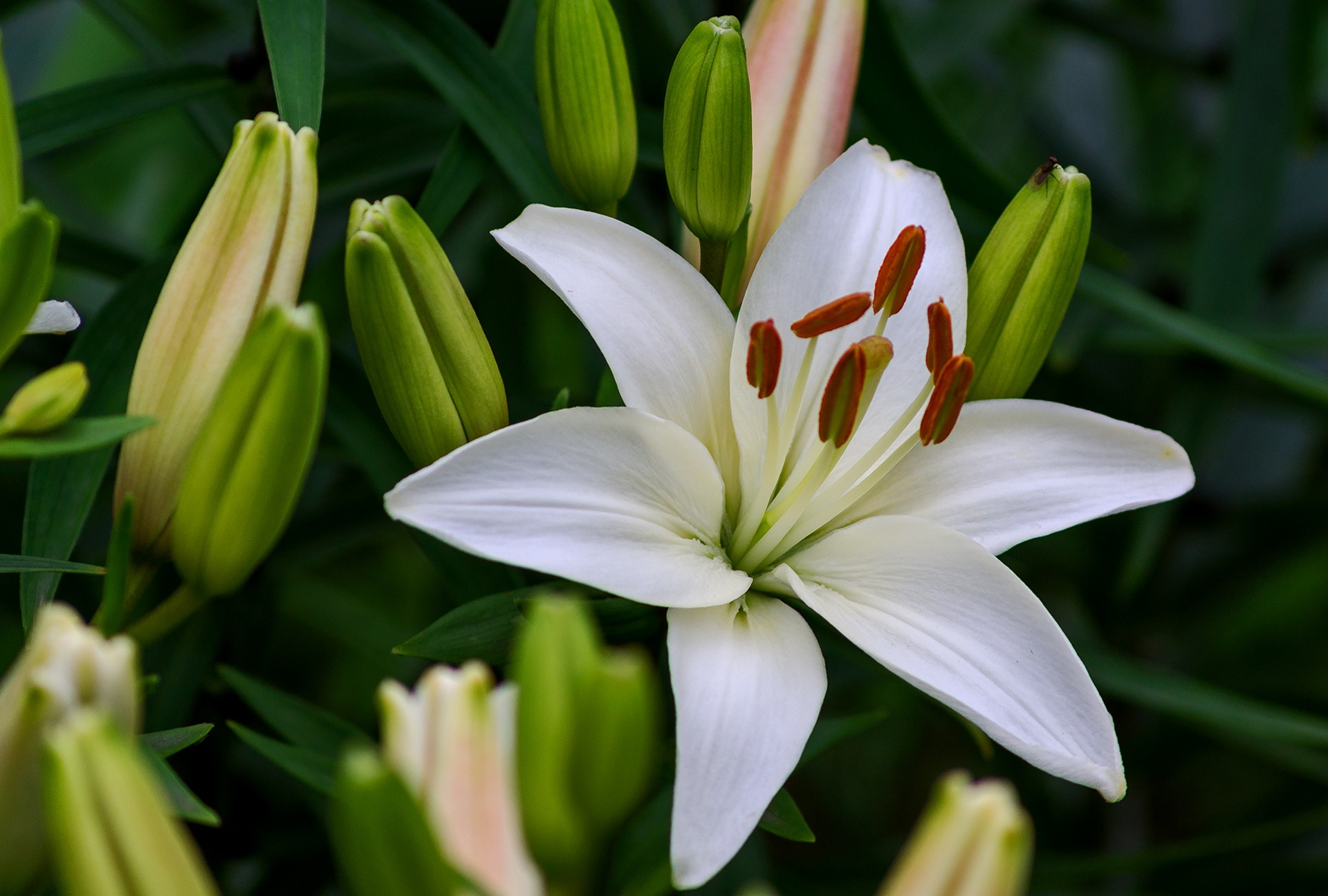 Lilie: nawóz górny zapewniający bujne kwitnienie, przy sadzeniu cebul, w czerwcu w okresie pączkowania