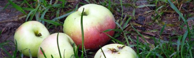 Dlaczego jabłoń zrzuca owoce, zanim dojrzeją, skoro są bardzo małe?