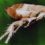 Ile żyje pcheł: oczekiwana długość życia, ile żyje larw