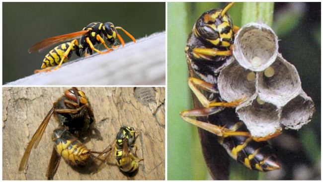 Jaka jest różnica między osą a pszczołą - przewodnik identyfikacyjny, zdjęcie