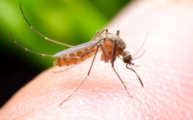 Jak pojawiają się komary, jak zaczyna się życie
