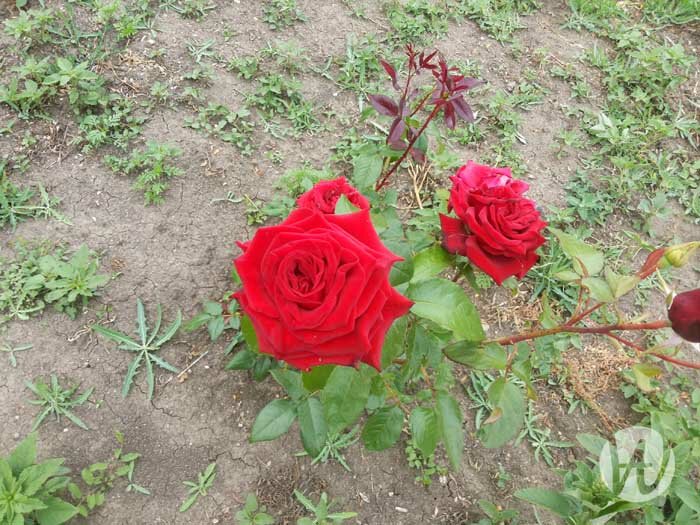 5 popularnych metod zwalczania mszyc na krzewach róż