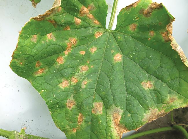 Ślady antraknozy na liściach ogórka