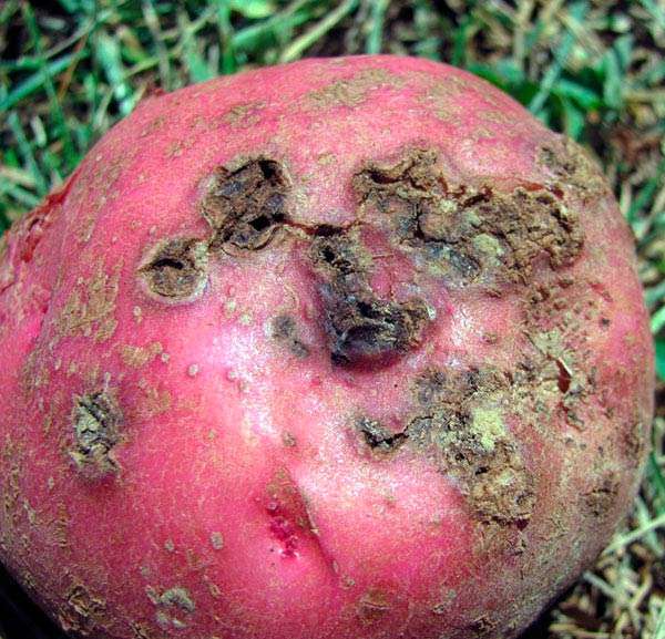 Choroba ziemniaka - parch pospolity