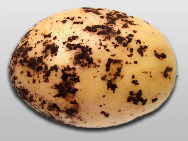 Choroby ziemniaka - parch czarny lub Rhizoctonia 