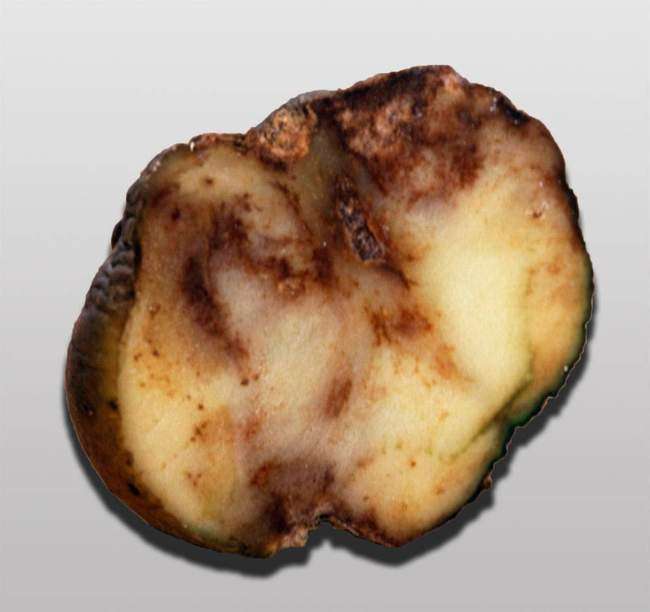 Choroby ziemniaka: brązowa zgnilizna lub zaraza późna