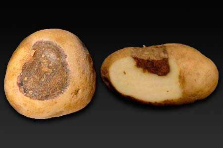 Choroby ziemniaka: Alternaria lub sucha plama