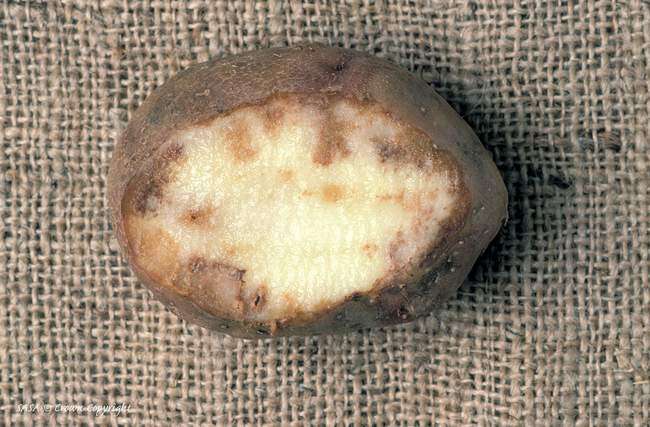 Martwica bulw ziemniaka 