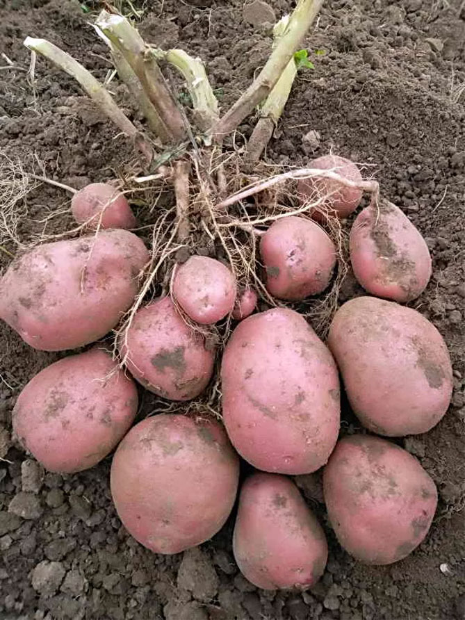 Ziemniaki Bellarosa - opis odmiany, zdjęcia