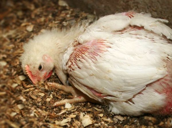 Dlaczego kurczaki nie rosną i nie przybierają na wadze