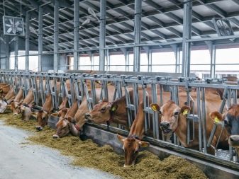 Jaka jest długość życia krowy i od czego ona zależy?