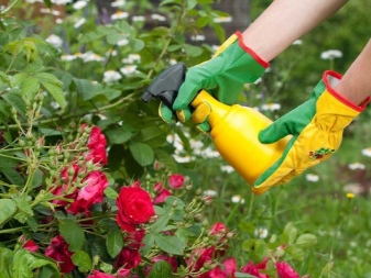 Jak podlewać róże ogrodowe?