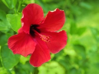 Liście chińskiej róży żółkną i opadają: przyczyny i leczenie