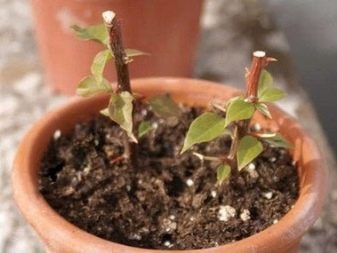Bugenwilla: cechy, rodzaje i uprawa roślin