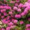 Warunki i zasady sadzenia rododendronów na otwartym terenie
