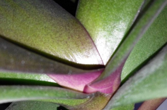 Fioletowy odpływ na liściach phalaenopsis