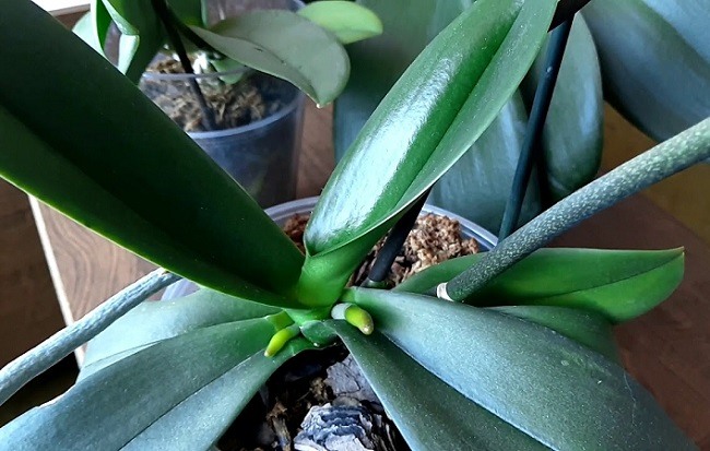 Jak wycierać liście orchidei na połysk
