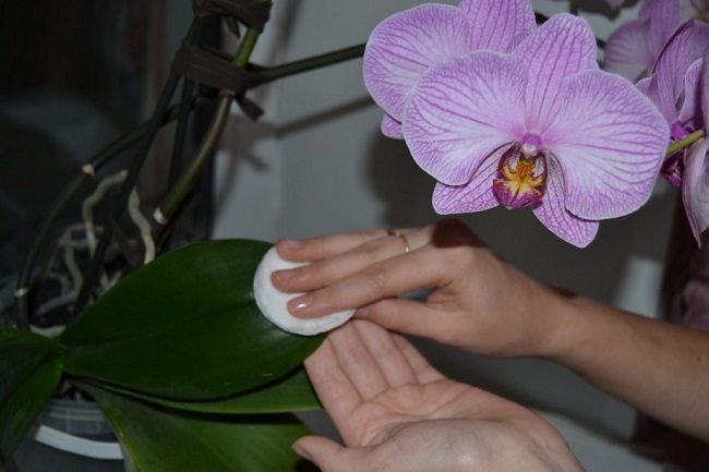 Pocieranie liści orchidei