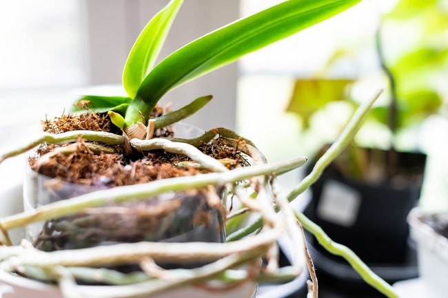 czy można wyciąć powietrzne korzenie orchidei?