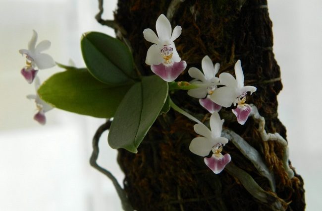 Orchidea na bloku