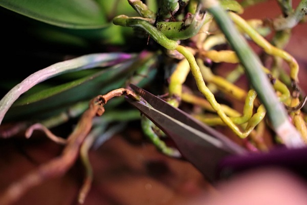 Cięcie suchych korzeni orchidei