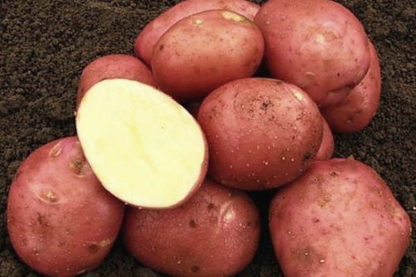Odmiana ziemniaków Rodrigo