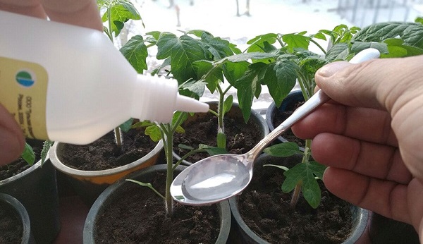 Karmienie sadzonek pomidorów