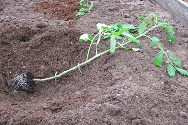 Sadzenie sadzonek pomidorów pod kątem