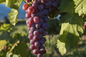 Sadzenie i dbanie o winogrona - podstawowe wskazówki.